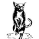 Pisci0 di Gatto Single