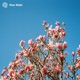 Flowers Single