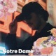 Notre Dame at CRSSD Festival Spring 25 City Steps DJ Mix