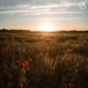 Dream of Navajo Single