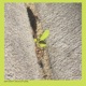Third Nature feat Michael Coleman Logan Hone Lester St Louis Single