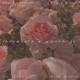 Anywhere U Wanna Go feat Cr00k David Entendu Salem Avenue Single