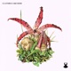 Clathrus Archeri Single
