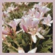 Bloom feat graydawn Single