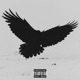 Raven Single