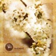 Amen Anorre Remix Single