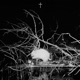 porcupine feat arkko Single