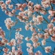 cherry blossom origami EP