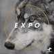 Expo EP