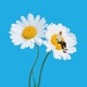 Daisies Single