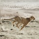 Mamacita Single
