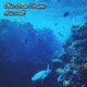 Olive Ocean Dreams Single