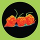 Cayenne Diane EP
