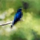 BlueBird Single