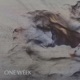 One Week Single