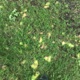 Grass Single