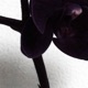 black orchids Single