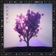 Bubbleleaves Single