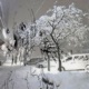 Snow Angel Single