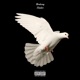 Dead Doves Don t Sing