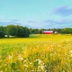 meadow run Single