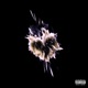Probably Dead Single