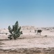 Alkhar Dessouf Zeid Hamdan Remix Single