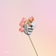 Ambre Single