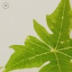 Green Papaya Single
