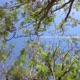 The Afternoon of Extravagant Delight EP
