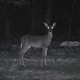 shes a poor fawn and im a buck Single