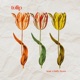 tulip Single