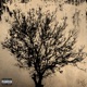 Homie s Hood Single