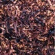 organoids 1