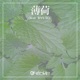 薄荷 feat RYUTO Single