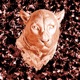 The Pink Panther Single