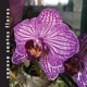 Vanusa Santos Flores EP