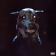 MAD DAWG feat DJ T MANE Single