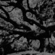Great Oak Tree Single