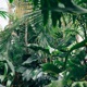 Plants Single