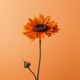 Sunflower Single