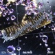 Untouchable EP
