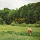 the springs feat Go Outside Single