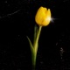 Tulipanes Amarillos EP