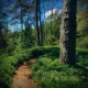 Walk in the Forest Single