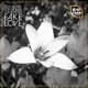 Fake Love Single