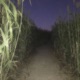 hide and seek Single