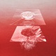 Vexed Into Bliss Single