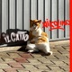 Il Gatto feat Nikolino Single
