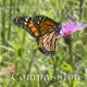 Compassion Single